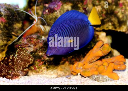 Zebrasoma xanthurum - Yellowtail lila tang Fisch Stockfoto