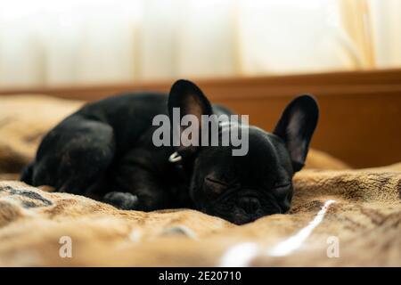 Cute französisch Bulldog oder Welpen schlafen oder ruhen auf dem Bett Im Zimmer Stockfoto