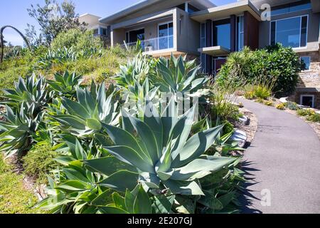 Sydney Garten und Agave attenuata Pflanzen wachsen in der Front Garten eines Küstenhauses Sydney Nordstrände, Australien Stockfoto