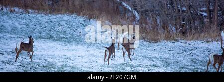 Gruppe von Weißschwanzhirschen (Odocoileus virginianus) in einem Wisconsin Feld läuft in den Wald, Panorama Stockfoto