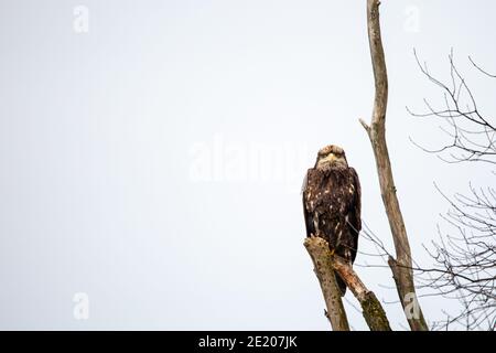 Unreifer Weißkopfadler (Haliaeetus leucocephalus) auf Zweig in Zentral-Wisconsin, horizontal thront Stockfoto