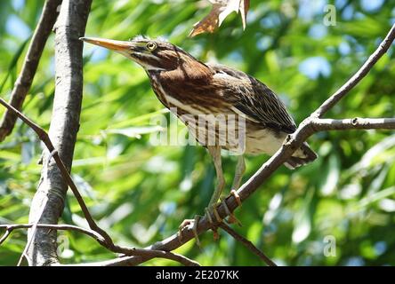 Ein junger grüner Reiher (Butorides virescens), der auf einem Ast in Maryland steht. Stockfoto