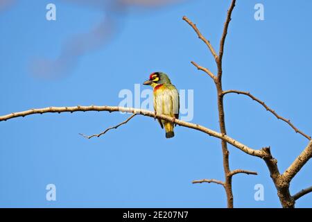 Nahaufnahme Kupferschmied Barbet Bird auf Zweig isoliert auf Blauer Himmel Stockfoto