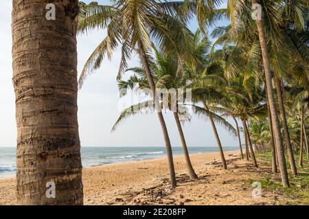Langer leerer tropischer Strand mit Kokospalmen in Kerala, Indien Stockfoto