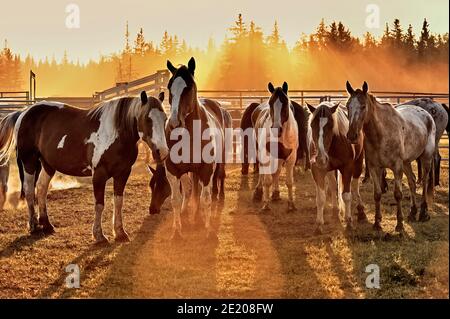 Eine Herde von Hauspferden, die von der Kulisse hinterleuchtet stehen Sonne im ländlichen Alberta Kanada Stockfoto