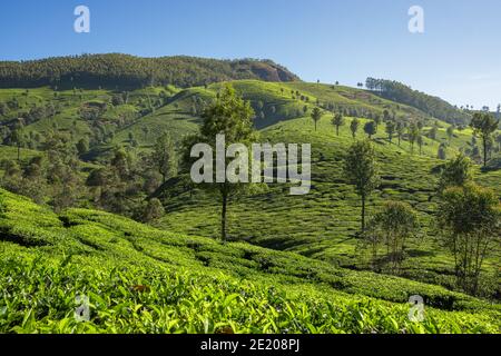 Schöne Landschaft mit frischen grünen Teeplantagen in Munnar, Kerala, Indien Stockfoto