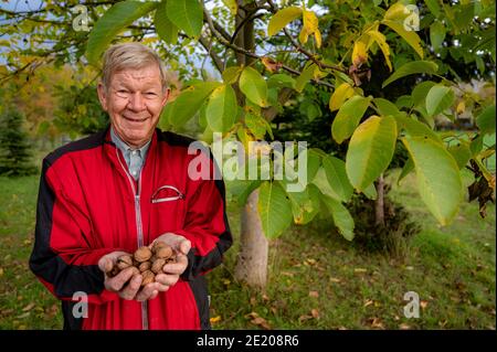 Ein älterer deutscher Mann hält Walnüsse in seinen Händen, die Er sammelte sich in einem Hain im Südwesten Deutschlands bei Bonn Stockfoto