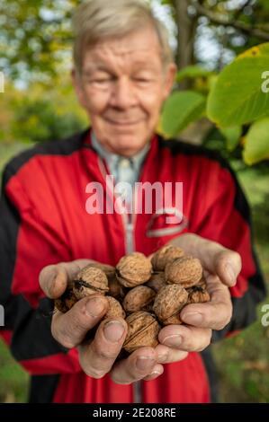 Ein älterer deutscher Mann hält Walnüsse in seinen Händen, die Er sammelte sich in einem Hain im Südwesten Deutschlands bei Bonn Stockfoto