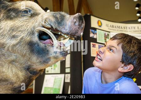 Alabama Spanish Fort 5-Flussgebiet Alabama Delta Resource Center, Ausstellung Wildschwein asiatischen Jungen Kind suchen, Stockfoto