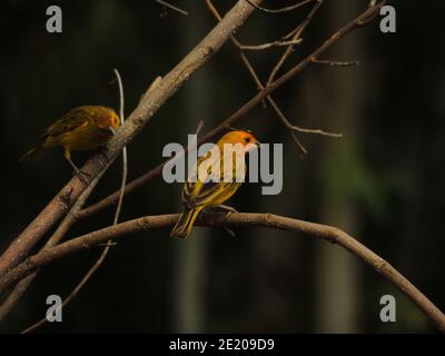 Schöne große Naturbild von zwei gelb goldenen brasilianischen komponiert Vögel sitzen auf einem trockenen Ast.der Safranfink ist Ein Tanager aus Südamerika Stockfoto