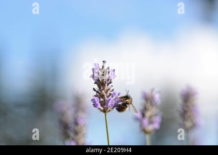 Hummel auf einer Lavendelblüte gegen einen blauen Himmel. Stockfoto