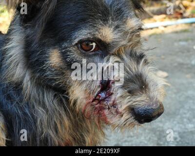 Rotes Blut floss aus der Wunde auf dem Gesicht des kämpfenden Hundes, Welpen Verletzungen, Nahaufnahme des Kopfes eines braunen und schwarzen Felltieres Stockfoto