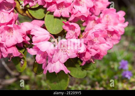 Französische Hortensien, Hortensia (Hortensia macrophylla) Stockfoto
