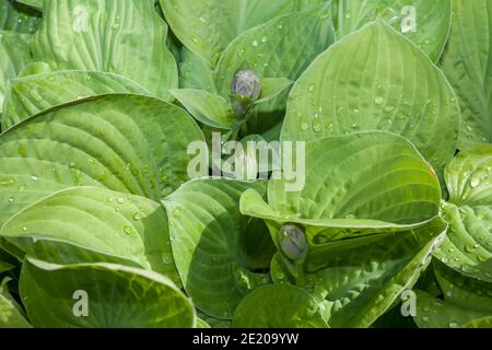 „August Moon“ Funkia, Blomsterfunkia (Hosta fortunei) Stockfoto