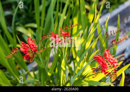 'Luzifer' Montbretia, Crocosmia (Crocosmia × crocosmiiflora) Stockfoto