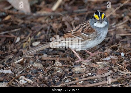 Ein weißkehliger Sperling auf dem Boden - Massachusetts Stockfoto