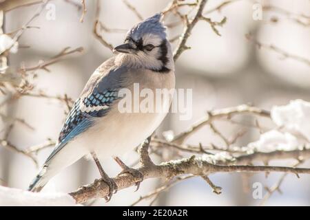 Ein bluejay sitzt auf einem schneebedeckten Zweig in Phillipston, Massachusetts Stockfoto