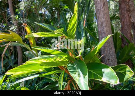 Alpinia zerumbet oder Sahne Schale Ingwer in Blume in Sydney, Australien Manchmal auch der Schmetterling Ingwer oder der bunte Ingwer genannt Stockfoto