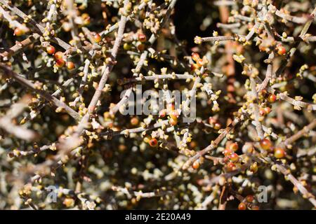 Rote Beerenfrucht, Wüstenmistletoe, Phoradendron californicum, Santalaceae, einheimischer Strauch, Joshua Tree National Park, Southern Mojave Desert, Herbst. Stockfoto