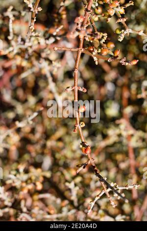 Rote Beerenfrucht, Wüstenmistletoe, Phoradendron californicum, Santalaceae, einheimischer Strauch, Joshua Tree National Park, Southern Mojave Desert, Herbst. Stockfoto