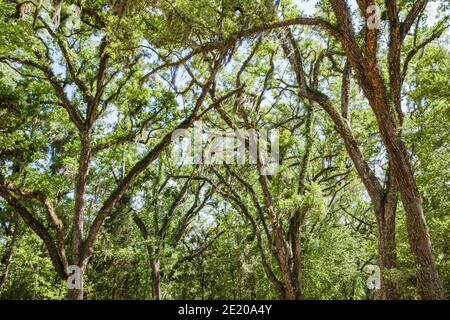 Alabama Historic Blakeley State Park Tensaw River Nature Boardwalk, Steam Mill Landing Live Eichen, Stockfoto