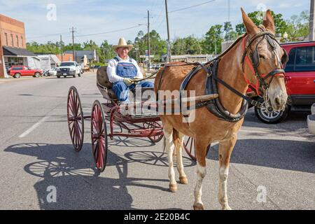 Alabama Monroeville Courthouse Square Maultier gezogene Kutschfahrt, Senior man Fahrer bietet Fahrten an, Stockfoto