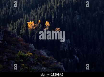 Berglandschaft des Herbstwaldes mit gelben Bäumen gegen Grün Fichte am Issyk-See in Kasachstan Stockfoto