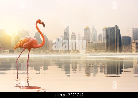 Ein Flamingo auf dem See im Hintergrund der Stadt und das Licht der Sonnenreflexion auf dem See. Stockfoto