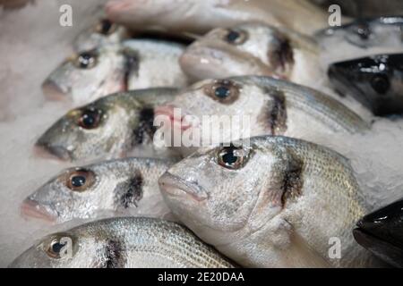 Gekühlter Fisch auf Eis. Dorado Seefisch auf Fischhändler Stand Stockfoto