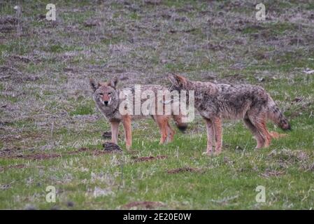 Ein Paar Kojoten (Canis latrans) im Briones Regionalpark im Contra Costa County in Nordkalifornien. Stockfoto