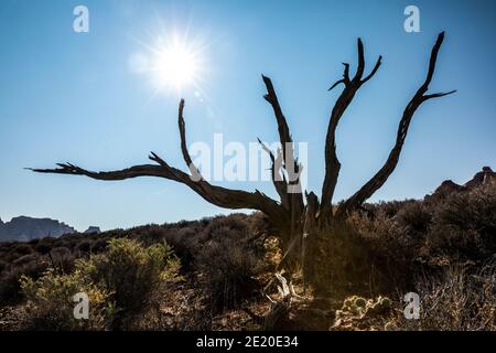 Ein alter toter Baum auf dem Needles Chesler Park Trail. Canyonland National Park, Utah, USA. Stockfoto