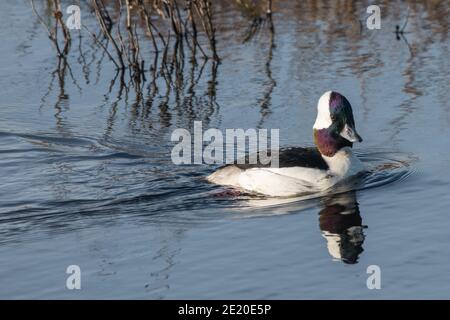 Die bufflehead-Ente (Bucephala albeola) ein Zugvogel, der auf freiem Wasser in Kalifornien gesehen werden kann. Eine der schönsten Arten von Wasservögeln. Stockfoto