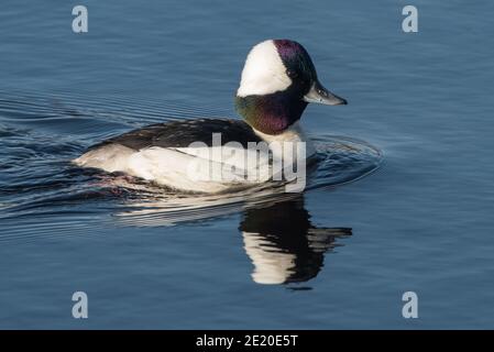 Die bufflehead-Ente (Bucephala albeola) ein Zugvogel, der auf freiem Wasser in Kalifornien gesehen werden kann. Eine der schönsten Arten von Wasservögeln. Stockfoto