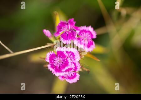 Sweet William (Dianthus barbatus) wächst in einem Sommergarten. Stockfoto