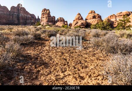 Crypotobiotic Soli entlang des Chesler Park Trail, The Needles District, Canyonlands National Park, Utah, USA. Stockfoto