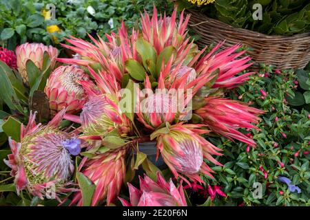 Bunte tropische Blumen auf einem Straßenmarkt in Funchal Madeira Stockfoto