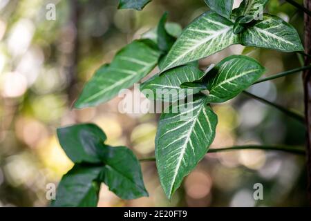 Tricolor Nephthytis oder Syngonium podophyllum Grüne herzförmige Blätter, schön gemusterter BlattNahaufnahme und Bokeh Hintergrund, als dekorative verwendet Stockfoto