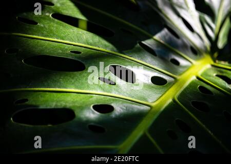 Monstera deliciosa Liebm. Oder Herricane Plant, Split-Leaf Philodendron, Swiss Cheese Plant, Window Plant, Leaf close-up und einfallendes Licht. Dunkler Ton i Stockfoto