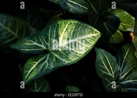 Tricolor Nephthytis oder Syngonium podophyllum, herzförmige grüne Blätter, schön gemusterte Blätterhautaufnahmen, dramatische Kunsttöne. Verwenden Sie es als Backgro Stockfoto