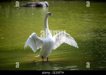 Der große weiße Schwan flatterte im Teich, der Schwan stand im Wasser und breitete seine Flügel voll aus. Stockfoto