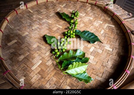 Zweige von Kaffeebäumen und rohen Kaffeebohnen werden auf einem gewebten Bambuskorb platziert, der in einem schönen traditionellen Display im Norden Thailands platziert wird. Stockfoto