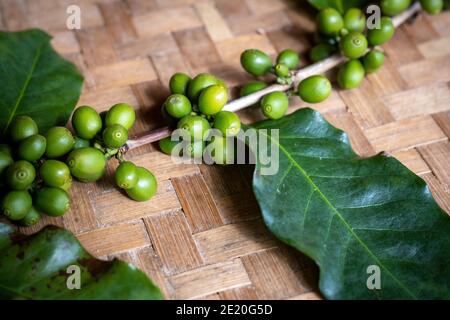 Zweige von Kaffeebäumen und rohen Kaffeebohnen werden auf einem gewebten Bambuskorb platziert, der in einem schönen traditionellen Display im Norden Thailands platziert wird. Stockfoto