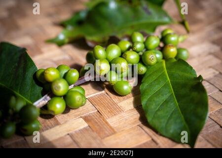 Zweige von Kaffeebäumen und rohen Kaffeebohnen werden auf einem gewebten Bambuskorb platziert, der in einem schönen traditionellen Display im Norden Thailands platziert wird. Stockfoto