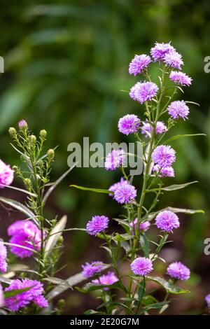 Aster Novi-belgil L., oder Michaelmas Daisy.Rosa Blumen mit Stielen und Blättern, Seitenansicht. Der Hintergrund ist ein grüner Garten, verwendet, um zu dekorieren und als b Stockfoto