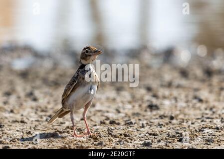 Bimaculated Lark auf dem Boden in Lebensraum thront. Stockfoto