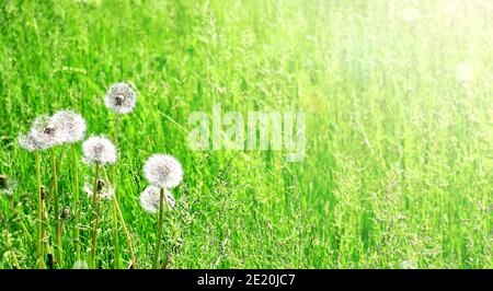 Weiche, flauschige Löwenzahn auf sonnigem Frühlingshintergrund. Schöne horizontale Natur Banner mit Löwenzahn Blowballs. Platz für Text kopieren Stockfoto