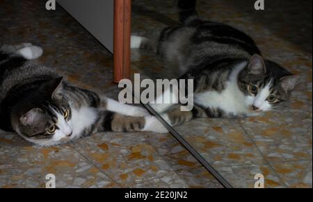 Porträt einer Katze, die auf dem Boden vor liegt Eines Spiegels Stockfoto