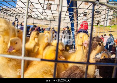 Der Verkauf von Enten, Hühnern und Hamstern findet wöchentlich auf dem Otavalo Tiermarkt in Otavalo, Provinz Imbabura, Ecuador, Südamerika statt. Stockfoto