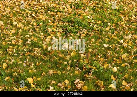 Anfang Herbst oder Herbst. Gelbe Blätter auf hellgrünem Gras. Stockfoto