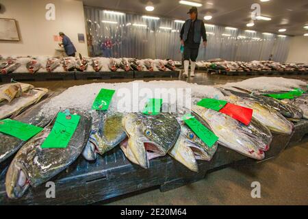 Mahi Mahi und andere Arten des offenen Ozeans werden bei der täglichen Fischauktion der Honolulu United Fishing Agency in der Nähe des Kewalo Basin auf Oahu, Haw, zur Versteigerung gezeigt Stockfoto